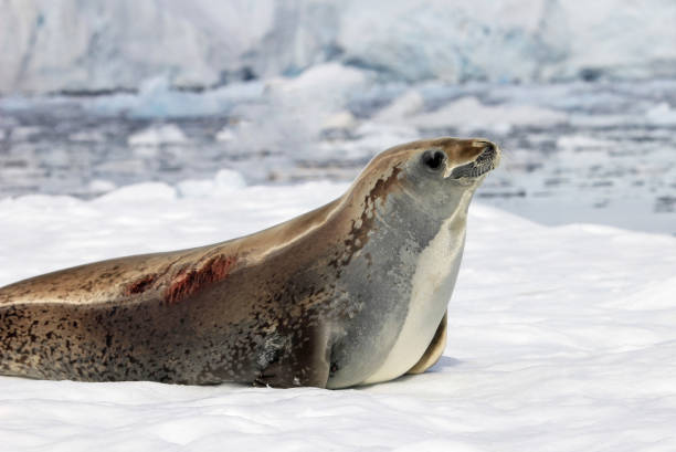 istock Crabeater seal on ice floe, Antarctic Peninsula 825538914