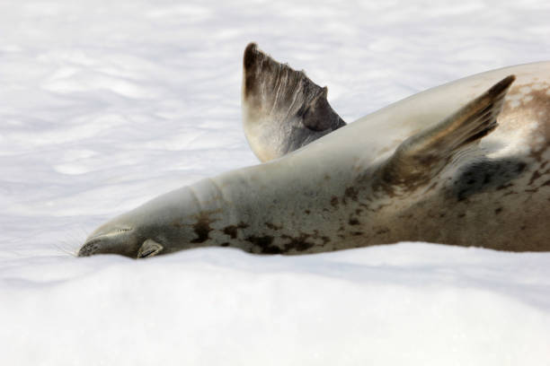 istock Crabeater seal on ice floe, Antarctic Peninsula 825539008