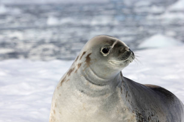 istock Crabeater seal on ice floe, Antarctic Peninsula 825539034