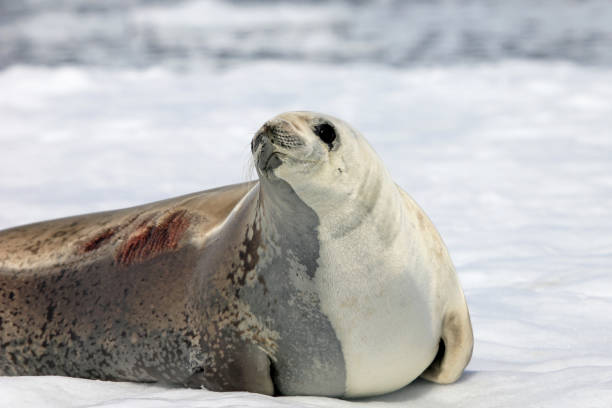 istock Crabeater seal on ice floe, Antarctic Peninsula 825539064