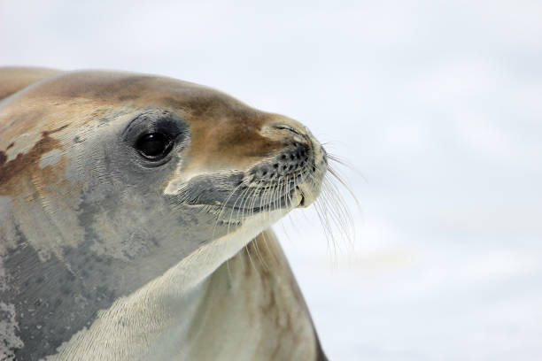 istock Crabeater seal on ice floe, Antarctic Peninsula 825539444