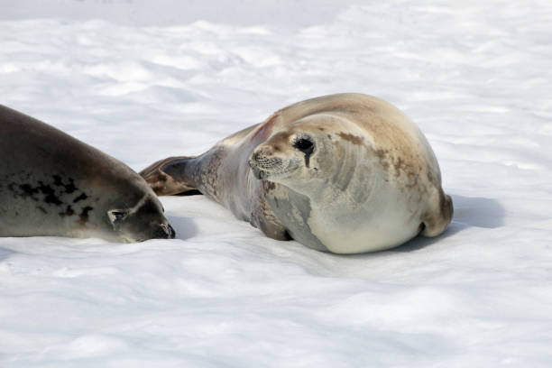 istock Crabeater seals on ice floe, Antarctic Peninsula 825539584