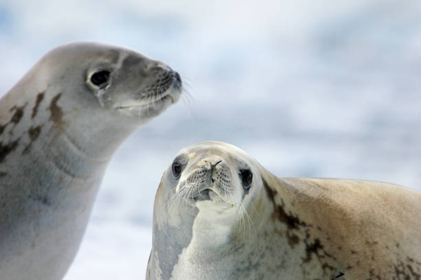 istock Crabeater seals on ice floe, Antarctic Peninsula 825542444
