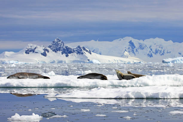 istock Crabeater seals on ice floe, Antarctic Peninsula 825542770
