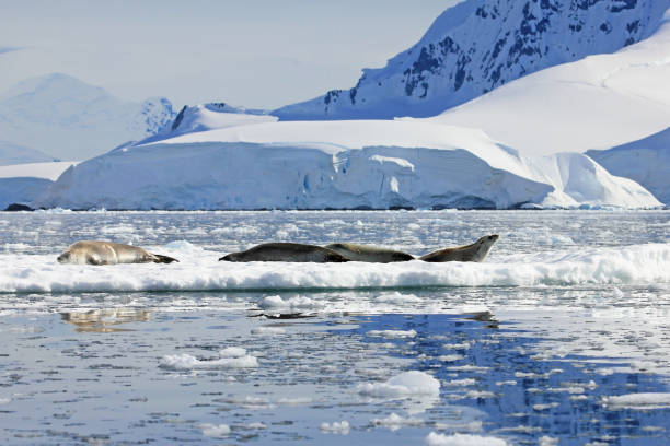 istock Crabeater seals on ice floe, Antarctic Peninsula 825542920