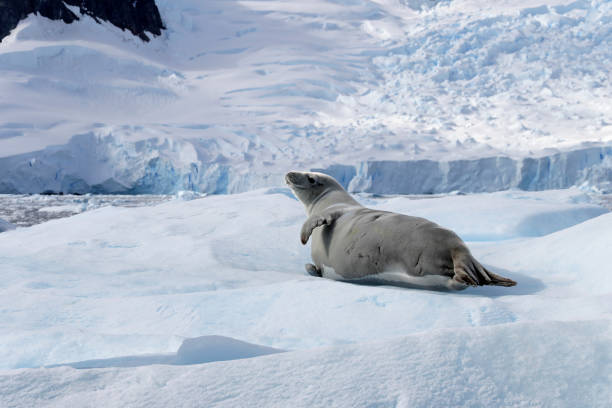 istock Crabeater seal on ice floe, Antarctic Peninsula 825543034