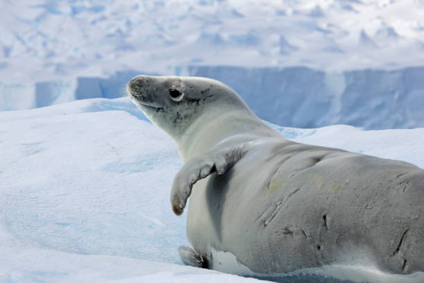 istock Crabeater seal on ice floe, Antarctic Peninsula 825543174