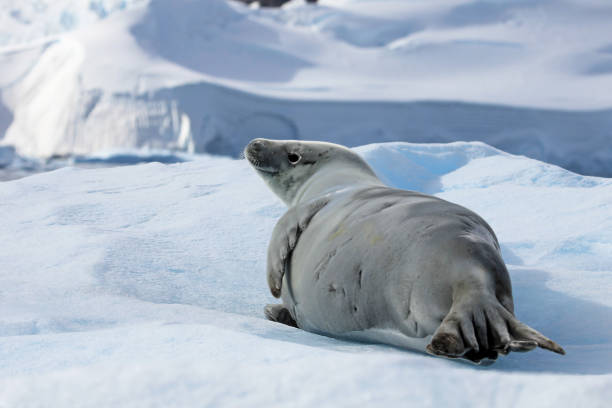 istock Crabeater seal on ice floe, Antarctic Peninsula 825543262