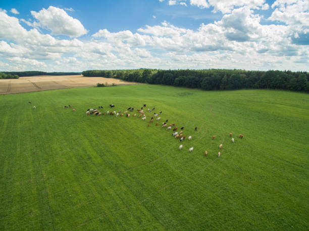 aerial view of cows in a herd on a green pasture with cloudy blue sky in the summer stock photo