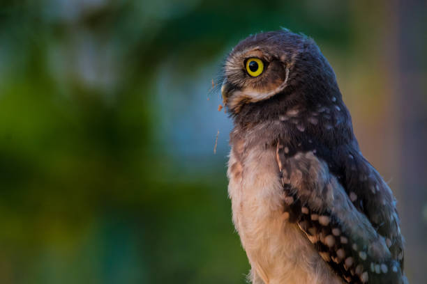 istock Burassing owl seen sideways with blurry background 825546170