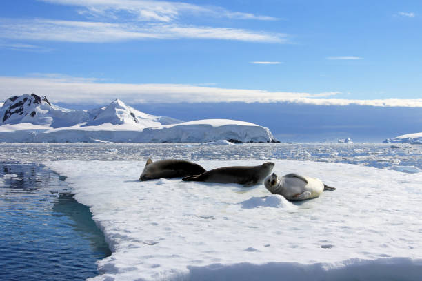 istock Crabeater seals on ice floe, Antarctic Peninsula 825546230