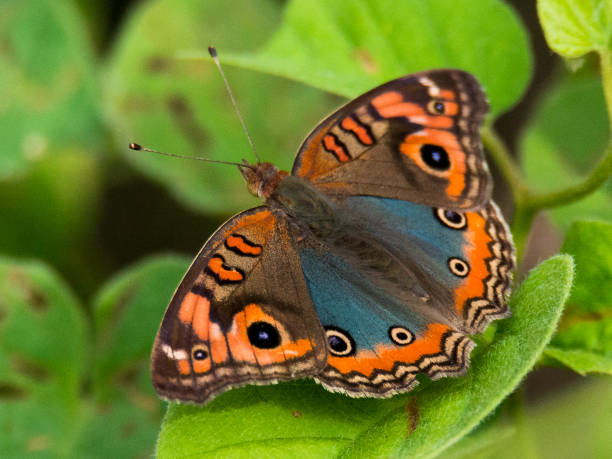 istock Mangrove butterfly, blue and orange 825546256