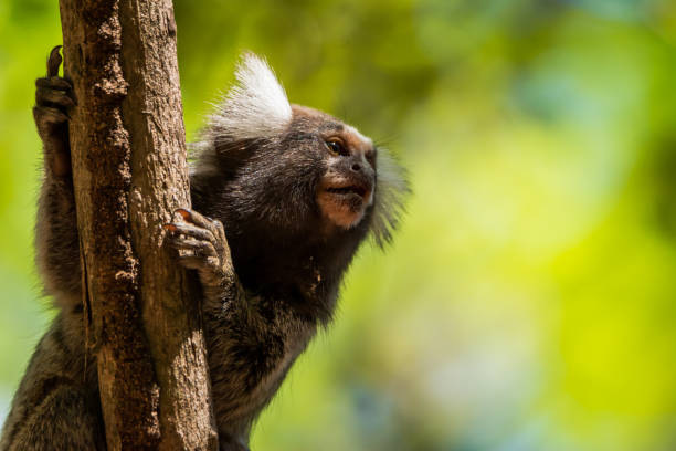 sagui de tufos brancos na floresta - tamarin photos et images de collection