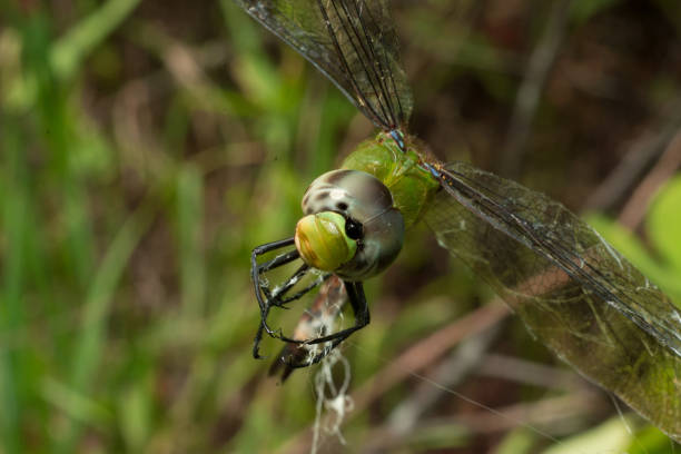 istock Dragonfly killed in Argiope spider web, Close-up 825546334