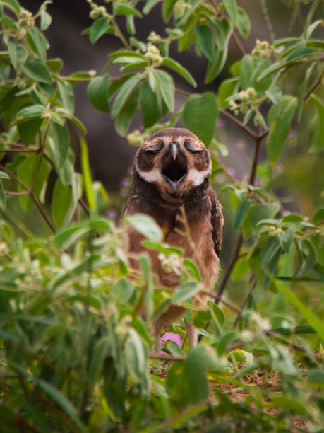 istock Yawning burball owl 825546348