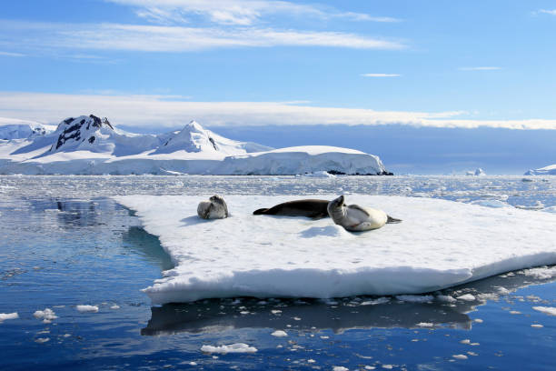 foche crabeater su filo interdentale, penisola antartica - ice floe foto e immagini stock