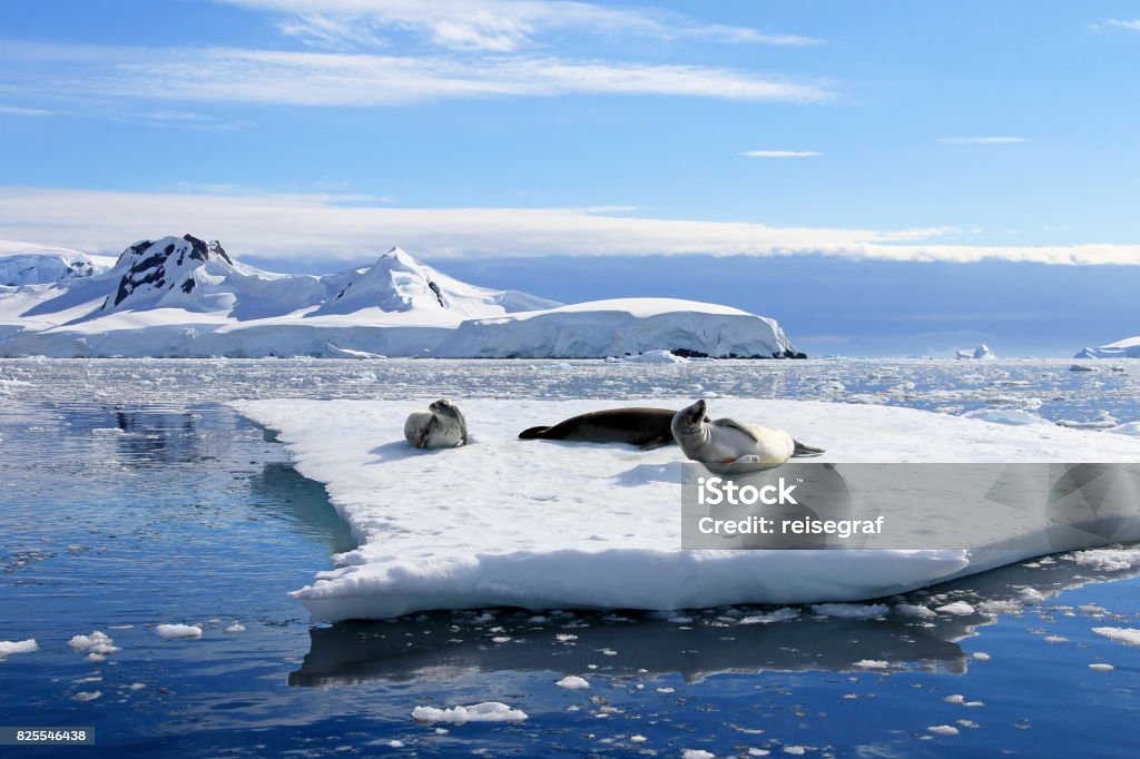 食蟹海豹在浮冰，南極半島 - 免版稅殺人鯨圖庫照片