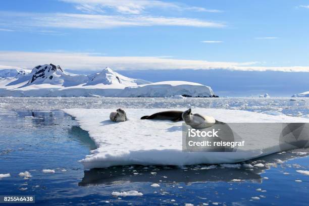 食蟹海豹在浮冰南極半島 照片檔及更多 殺人鯨 照片 - 殺人鯨, 南極洲, 威德爾海