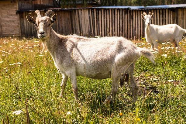 istock goat with horns standing on the green grass 825546488