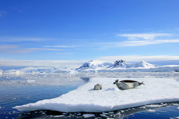 istock Crabeater seals on ice floe, Antarctic Peninsula 825546514