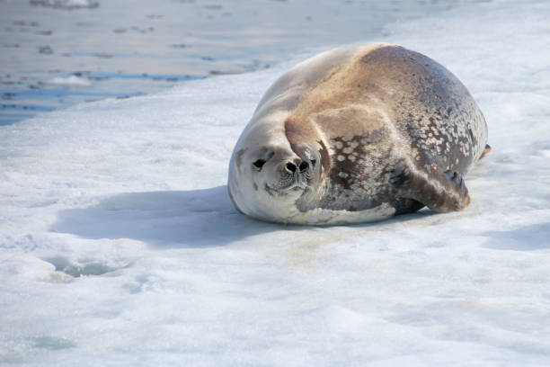 istock Crabeater seal on ice floe, Antarctic Peninsula 825546610