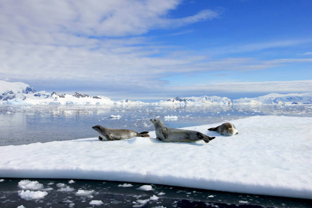 istock Crabeater seals on ice floe, Antarctic Peninsula 825548902