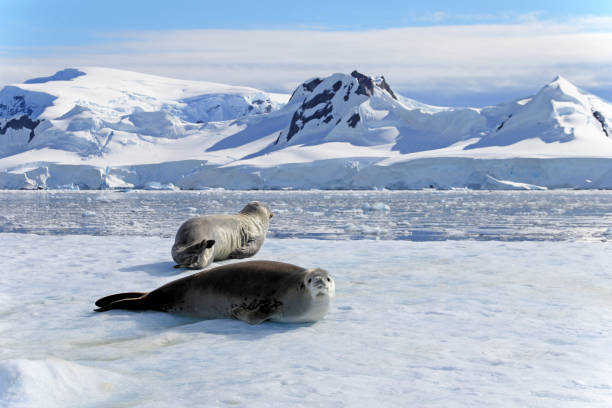 istock Crabeater seals on ice floe, Antarctic Peninsula 825549084