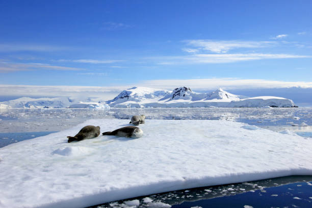 istock Crabeater seals on ice floe, Antarctic Peninsula 825549212
