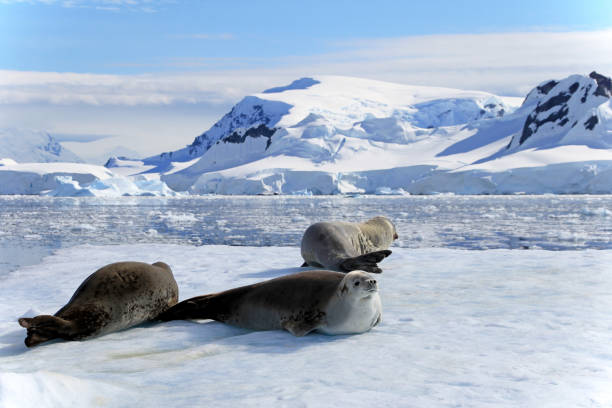 istock Crabeater seals on ice floe, Antarctic Peninsula 825549292