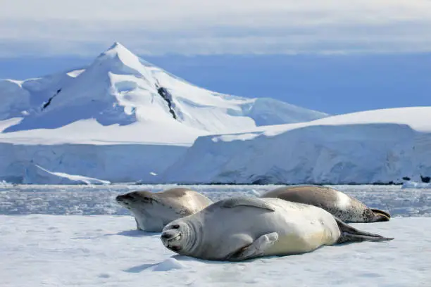Photo of Crabeater seals on ice floe, Antarctic Peninsula