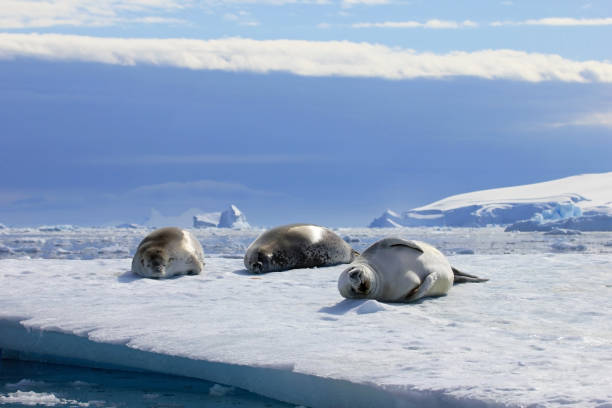 istock Crabeater seals on ice floe, Antarctic Peninsula 825549710