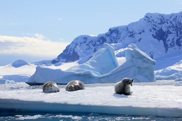 istock Crabeater seals on ice floe, Antarctic Peninsula 825549816