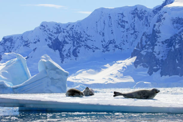 istock Crabeater seals on ice floe, Antarctic Peninsula 825550148