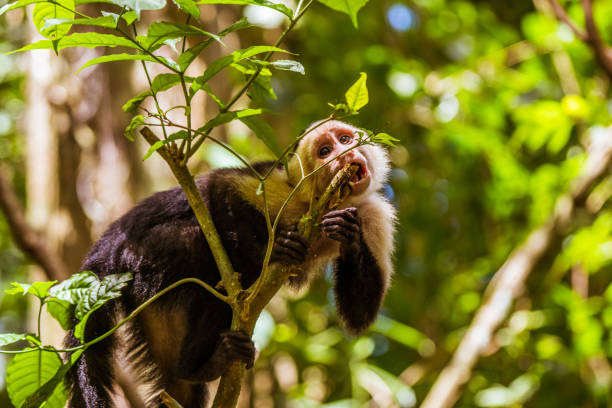 istock Capuchin monkeys in Costa Rica 825550820