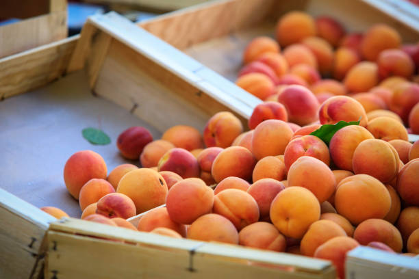 fresh apricots fresh fruits at a street market in a small French town, Provence apricot stock pictures, royalty-free photos & images