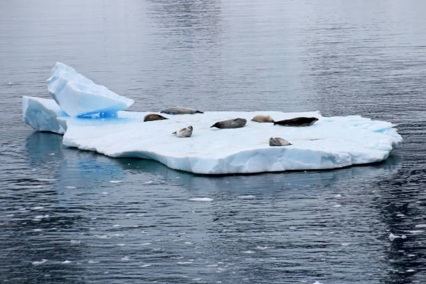 istock Crabeater seals on ice floe, Antarctic Peninsula 825559088