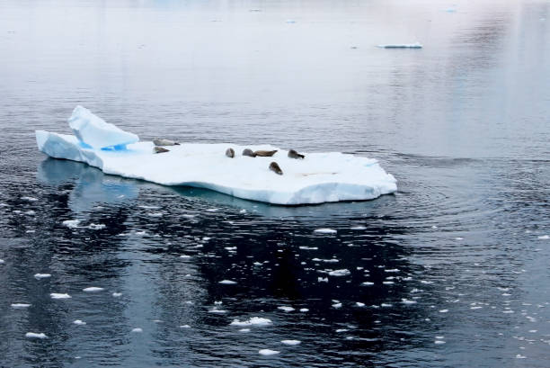 istock Crabeater seals on ice floe, Antarctic Peninsula 825559192
