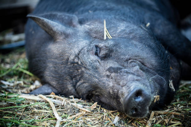 istock Large pig lying on a bed of straw 825559356