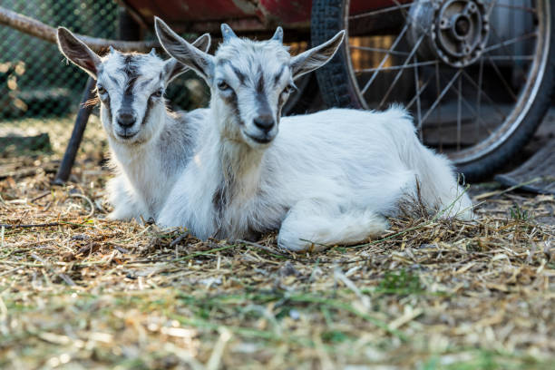 Two little goats  lie on the straw