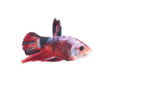 koi poisson combatif. - siamese fighting fish fish fighting green photos et images de collection