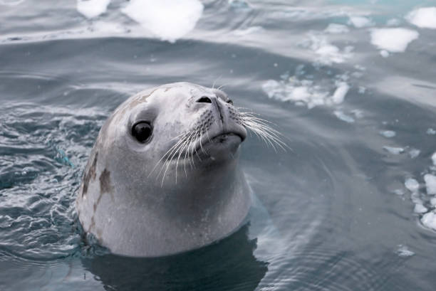 Seal swimming and looking cute in Antarctic Peninsula