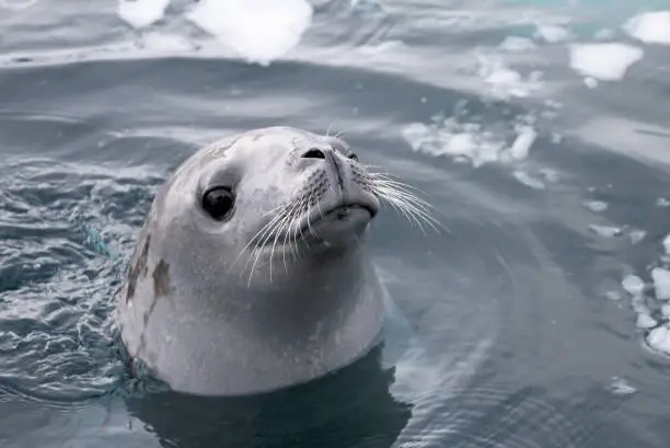 Photo of Seal swimming and looking cute in Antarctic Peninsula