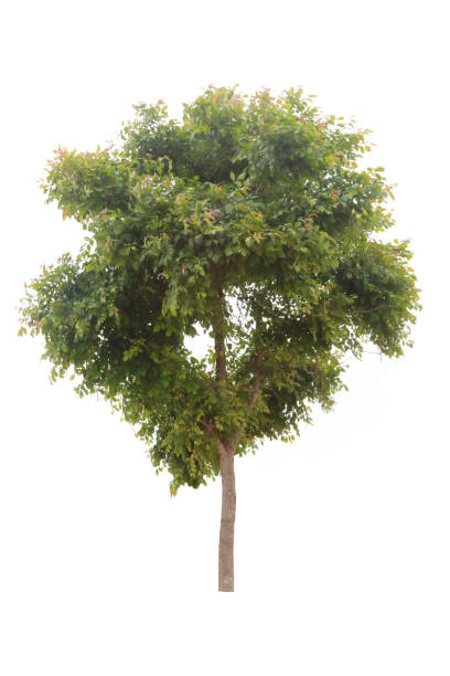 트리의 흰색 배경의 - oak tree treelined tree single object 뉴스 사진 이미지