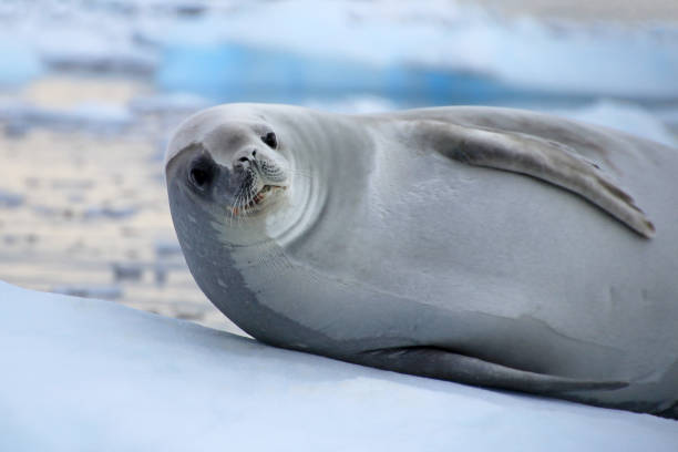 istock Crabeater seal on ice floe, Antarctic Peninsula 825562934