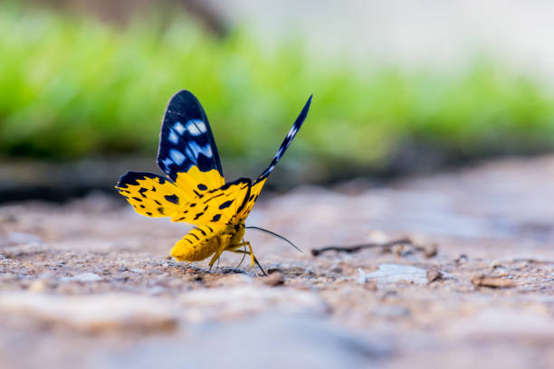 istock Butterfly in the forest, insect and animal 825565564