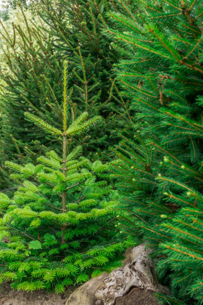 istock Small nordmann fir in the forest at sunshine 825569472