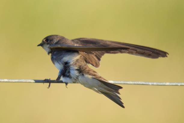 istock sand martin bird perched on wire close up cute 825569680