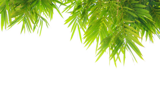 istock green bamboo leaves with copy space isolated on white background, for spring summer concept or any background 825570180