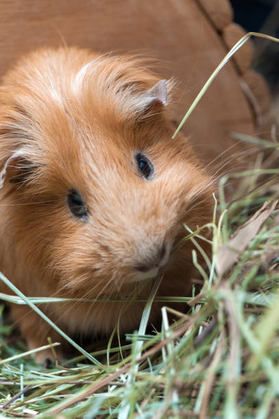istock Portrait of red guinea pig. 825570412