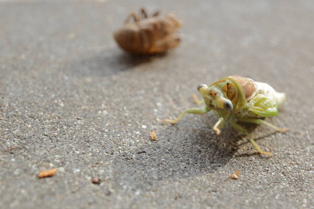 Locust Dead Shell 290+ Locust Shell Stock Photos, Pictures & Royalty-Free Images - iStock